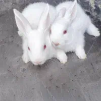 خرگوش چشم قرمز