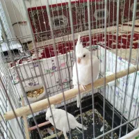 عروس هلندی مولد