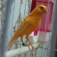 قناری نر پرتغالی ۱۸ ماهه