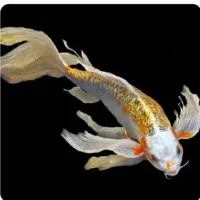 ماهی کوی گولدفیش قرمز عید کپور آمور فیتوفاگ