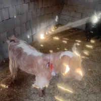 ۳راس بز داشتی آبستن بفروش میرسدقیمت ۳۶ملیون