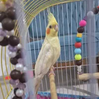 عروس هلندی ماده آروم نژاد لوتینو 3 ماهه