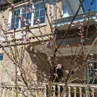 ویلا دوبلکس ویو ابدی ماسال شاندرمن