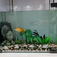 آکواریوم همراه با ماهی و تسویه آب سنگ و سبزه|ماهی|پرند, فاز ۶|دیوار