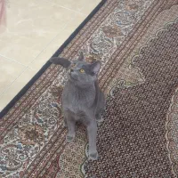 گربه|گربه|ارومیه, |دیوار
