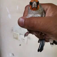 پرنده
