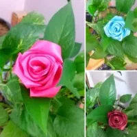 دسته گل و باکس گل روبانی
