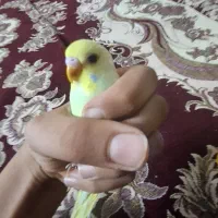 دوعددمرغ عشق جوان وسرحال|پرنده|شیراز, میانرود|دیوار