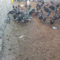 بوقلمون فروشی|حیوانات مزرعه|شادیان, |دیوار