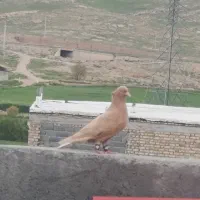 زرددم سفید ماده