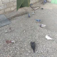 تعدادی کبوتر بفروش میرسد|پرنده|هامون, |دیوار