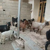 بزغاله بز بره کره دوبور گوسفند|حیوانات مزرعه|فلاورجان, |دیوار