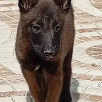 توله سگ مالینیوز ماده