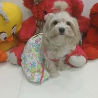 شیتزو تریر اصل