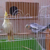 دو عدد عروس هلندی ماده