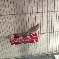 قناری ماده آماده