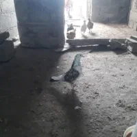 کبوتر پرشی ماده|پرنده|گمیشان, |دیوار