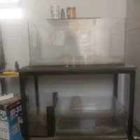 آکواریوم و تجهیزات|ماهی|یزد, |دیوار