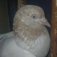 کله زرد ماده