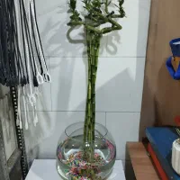 بابو لاکی تایلندی