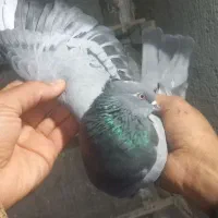 ۷طوق کبوتر|پرنده|شاهرود, |دیوار