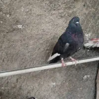 کفتر