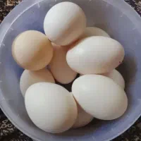 تخم مرغ محلی تازه