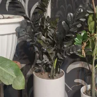 زاموفولیافول بلک