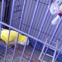 طوطی راهب با نمک  و خاص و یک جفت گیرینچیک مولد|پرنده|رشت, علی آباد|دیوار