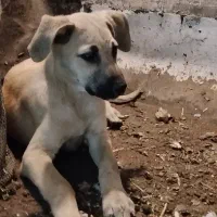 توله سگ ماده دوماه نیم سراب پژدر نژاد دار