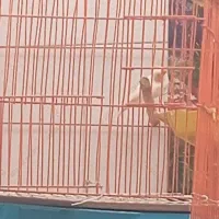 فنچ