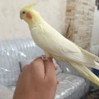 عروس هلندی ماده دستی|پرنده|ری, جوانمرد قصاب|دیوار