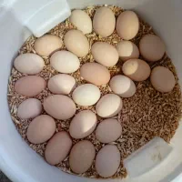 فروش تخم مرغ محلی