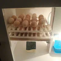 ازتخم نطفه دار برهما اصیل لایت،گلد،بلو،بلک تا بالغ
