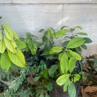 نهال آووکادو