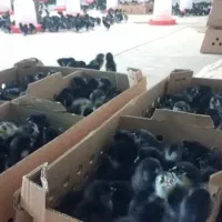 فروش ویژه جوجه ۱تا۵روزه نژادمرندی|حیوانات مزرعه|مشهد, هفده شهریور|دیوار