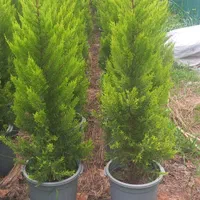 لاوسون سطل نیم زباله