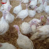 فروش بوقلمون زنده|حیوانات مزرعه|رشت, شهرک صنعتی|دیوار