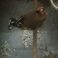 سهره دورگ معاوضه با قناری رسمی بلند سوپری نر|پرنده|تهران, سلیمانی|دیوار