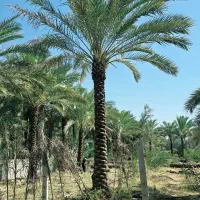 زمین|فروش دفتر صنعتی، کشاورزی، تجاری|دهدشت, |دیوار
