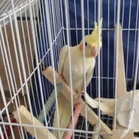 عروس هلندی لوتینو|پرنده|بهبهان, |دیوار