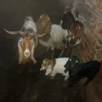 فروش سه راس بز شیری