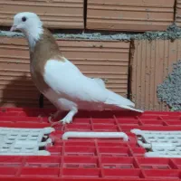 طوقی