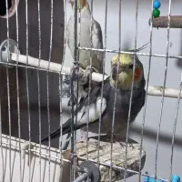 عروس هلندی جفت دستی با تخم