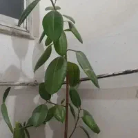 فروش گل گوش فیل سه متر قد به علت کمبود جا