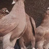 ۴عدد کبوترراعبی