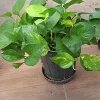 گل زیبای مناسب هدیه و دفتر کار و منزل