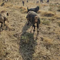 میش