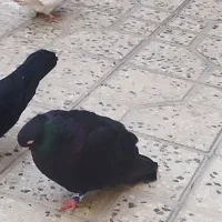 نر زاغ آبادانی