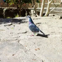 نرو ماده|پرنده|سراوان, |دیوار